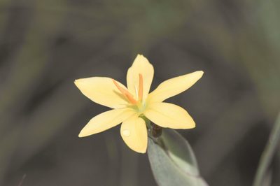 Sisyrinchium vaginatum, photographed by Morten Ross