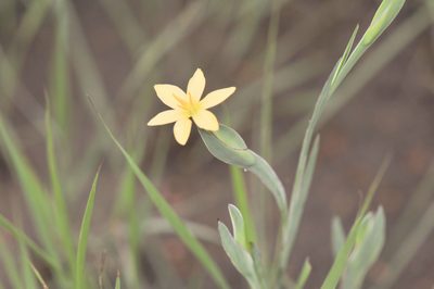 Sisyrinchium vaginatum, photographed by Morten Ross