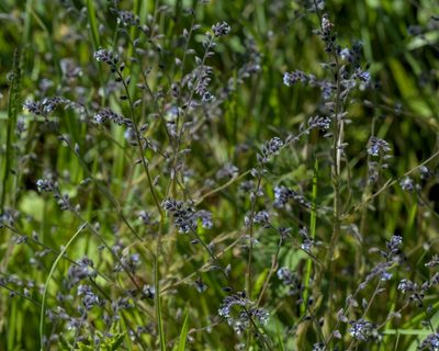 Myosotis discolor, photographed by Daniel Seth Jackson