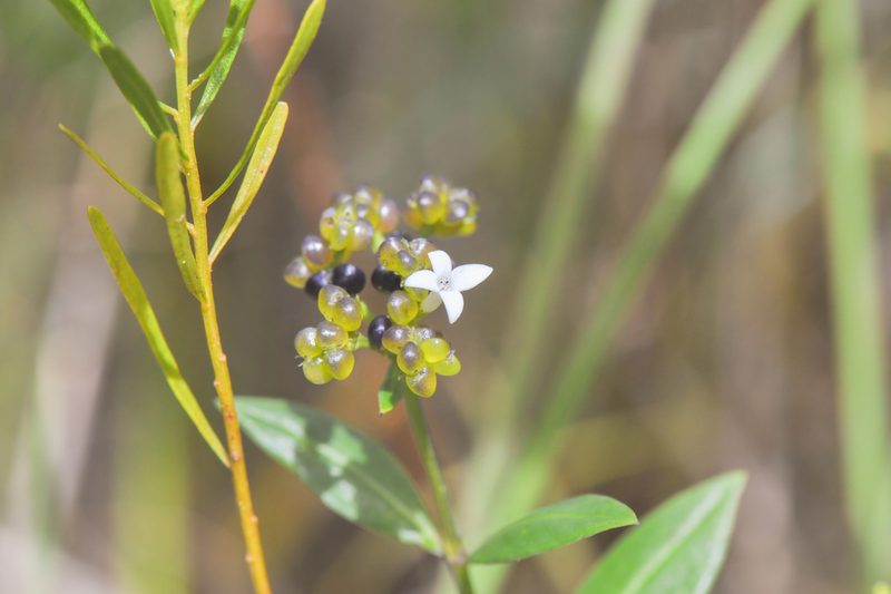 Declieuxia fruticosa, photographed by Morten Ross