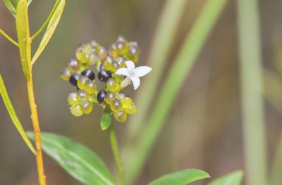 Declieuxia fruticosa, photographed by Morten Ross