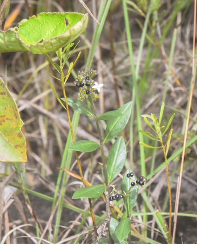 Declieuxia fruticosa, photographed by Morten Ross