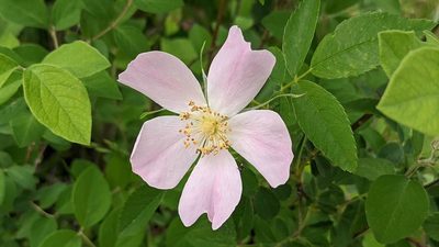 Rosa setigera, photographed by john_hall