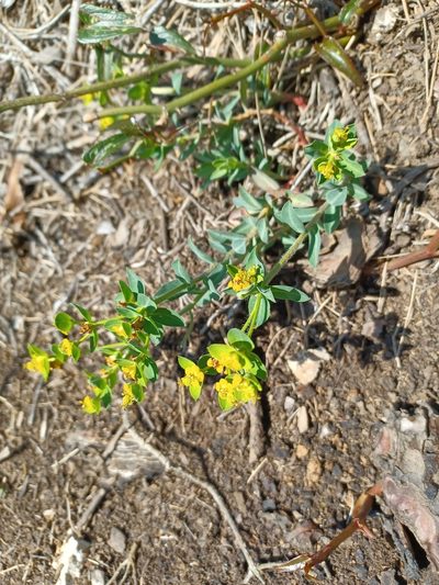 Euphorbia fragifera, photographed by Johannes Schlagbauer