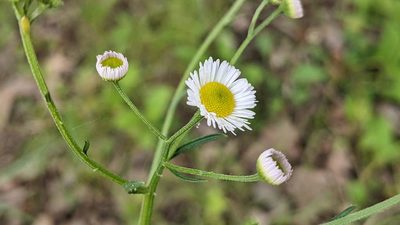 Erigeron strigosus