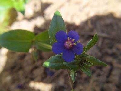 Lysimachia loeflingii, photographed by carnifex
