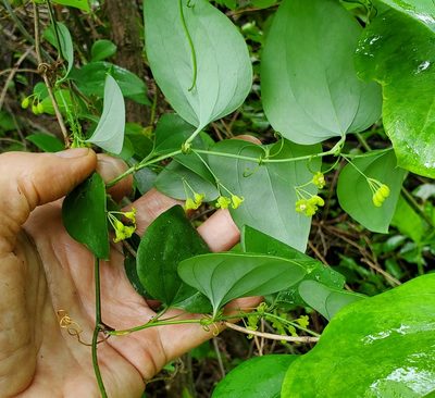 Smilax glauca, photographed by Steve Young