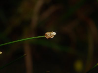Eleocharis geniculata