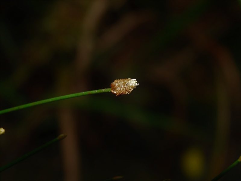 Eleocharis geniculata, photographed by chiuluan