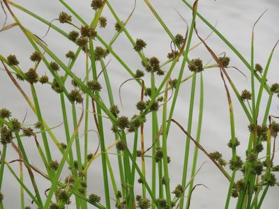Cyperus difformis, photographed by chiuluan