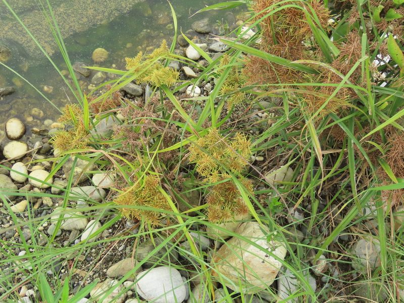 Cyperus odoratus, photographed by chiuluan