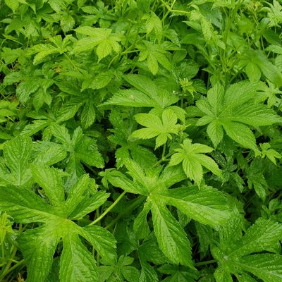 Humulus scandens, photographed by Robert Hoard