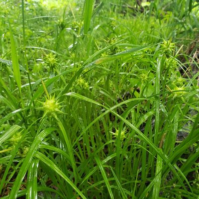 Carex grayi, photographed by Robert Hoard