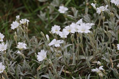 Cerastium tomentosum, photographed by Jerry Lanfear