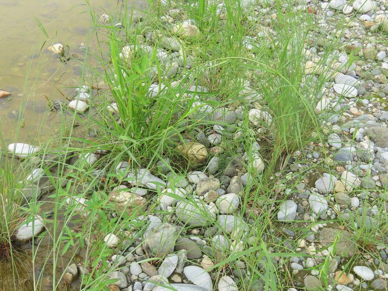 Scirpus ternatanus, photographed by chiuluan