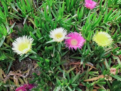 Carpobrotus edulis, photographed by AnimalObserverDeniz321