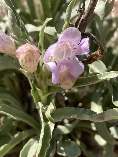 Penstemon jamesii, photographed by Anders Hastings