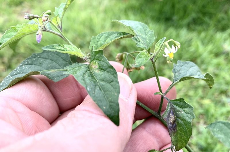 Solanum emulans, photographed by Northcut