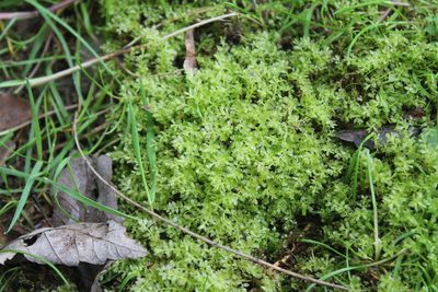 Plagiomnium cuspidatum, photographed by Violet T.