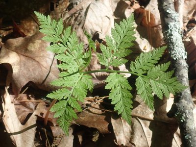 Botrypus virginianus, photographed by Lynn Harper