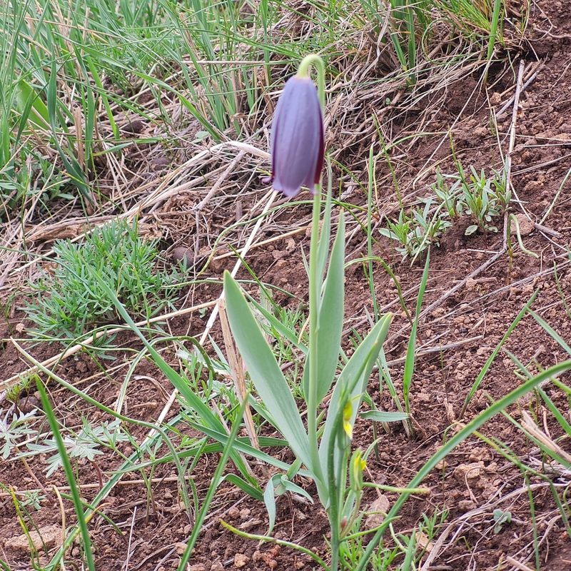 Fritillaria caucasica, photographed by Mohammad Sohrabi