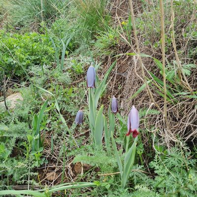 Fritillaria caucasica, photographed by Mohammad Sohrabi
