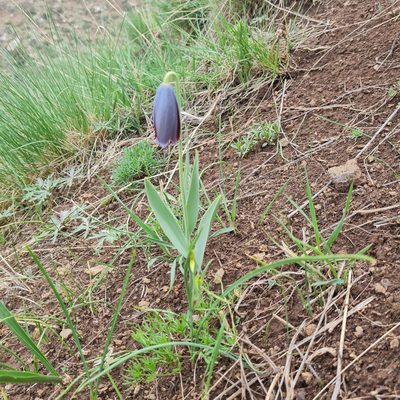 Fritillaria caucasica, photographed by Mohammad Sohrabi