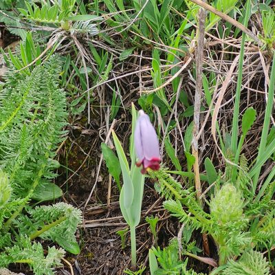 Fritillaria caucasica, photographed by Mohammad Sohrabi