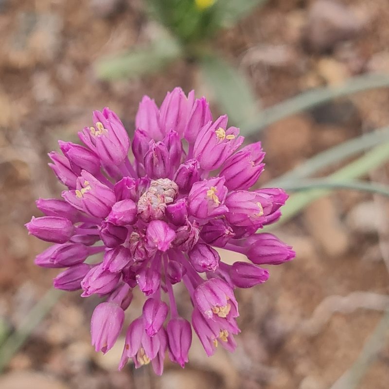 Allium rubellum, photographed by Mohammad Sohrabi