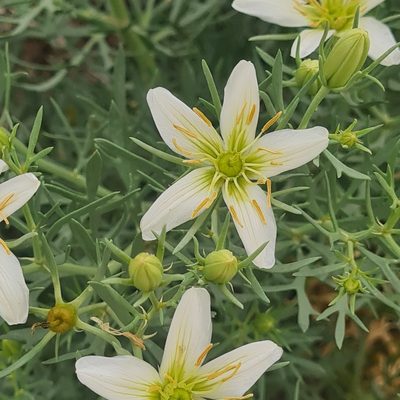 Peganum harmala, photographed by Mohammad Sohrabi