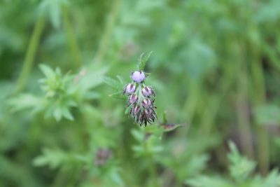 Phacelia purshii, photographed by Violet T.