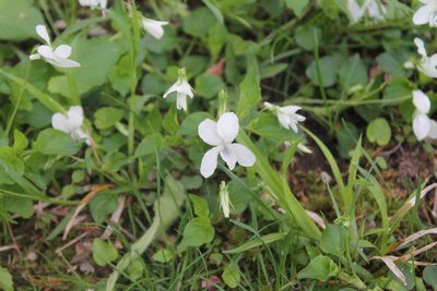 Viola striata, photographed by Violet T.