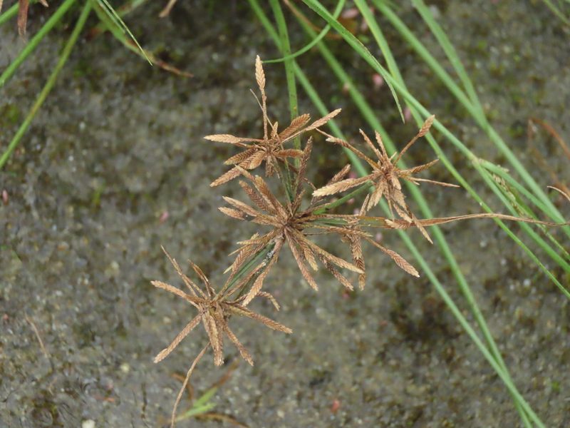 Cyperus flavidus, photographed by chiuluan