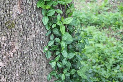 Euonymus fortunei, photographed by Violet T.