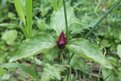 Trillium recurvatum, photographed by Violet T.
