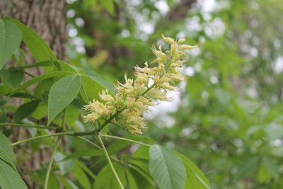 Aesculus glabra, photographed by Violet T.