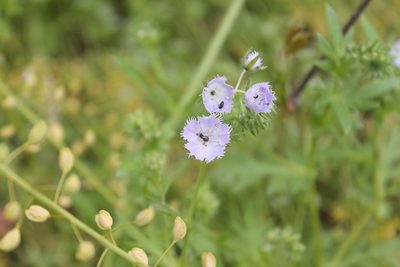 Phacelia purshii, photographed by Violet T.