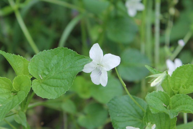 Viola striata, photographed by Violet T.
