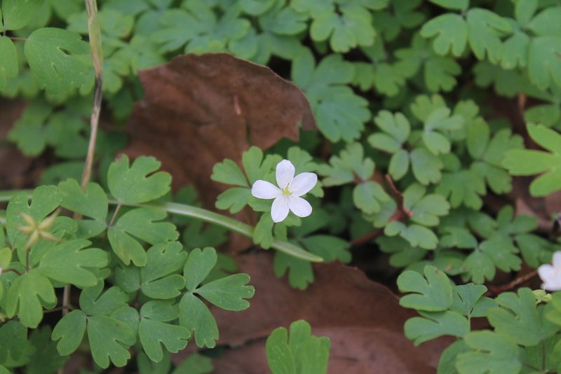 Enemion biternatum, photographed by Violet T.