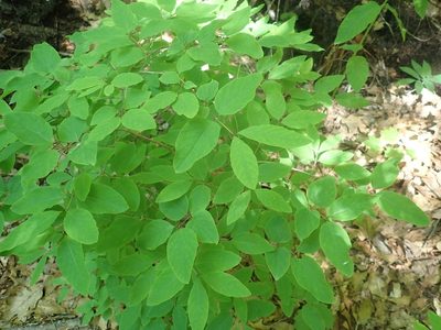 Lonicera canadensis, photographed by Lynn Harper