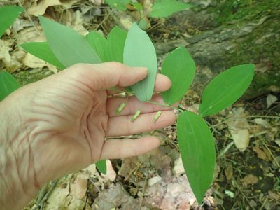 Polygonatum pubescens, photographed by Lynn Harper