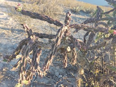 Cylindropuntia imbricata, photographed by Mauricio Calderón