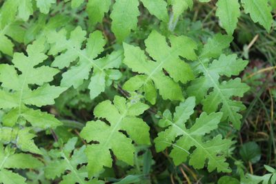 Polymnia canadensis, photographed by Violet T.