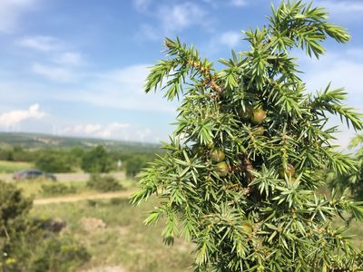 Juniperus deltoides, photographed by Mirko Ubović