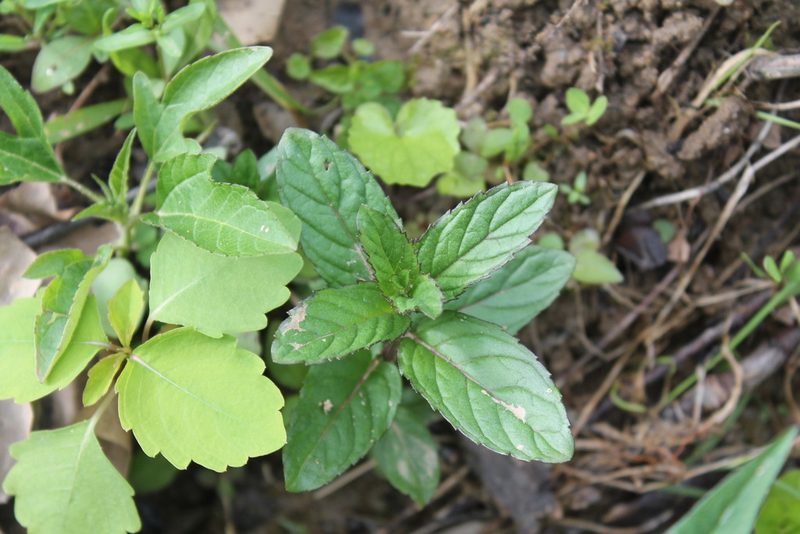 Mentha spicata, photographed by Violet T.