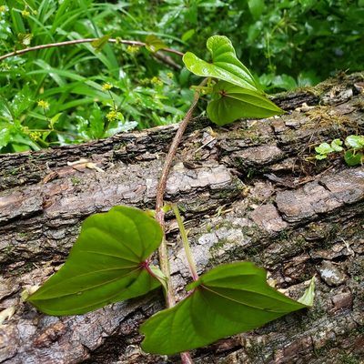 Dioscorea polystachya, photographed by Robert Hoard