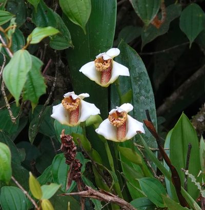 Maxillaria fletcheriana, photographed by desertnaturalist