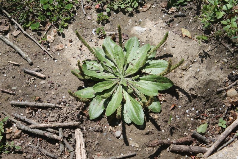 Plantago virginica, photographed by Violet T.