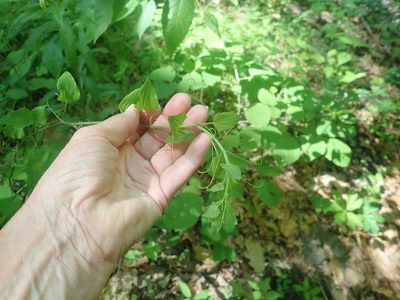 Smilax herbacea, photographed by Lynn Harper