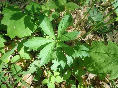 Sanicula marilandica, photographed by Lynn Harper